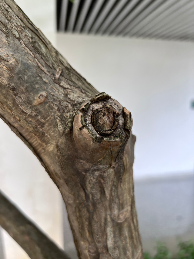 手机wifi有个感叹号怎么解决，手机网络有个感叹号怎么办（我后悔买iPhone）