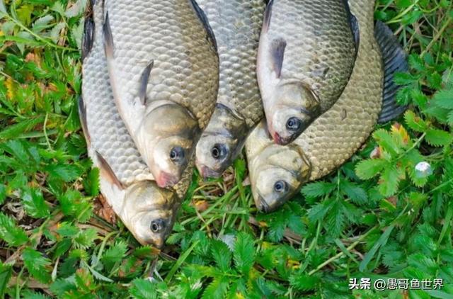 路亚可以钓鲤鱼和鲫鱼吗，路亚竿能钓鲫鱼草鱼鲤鱼吗（路亚不空军之“路亚鲫鱼”）