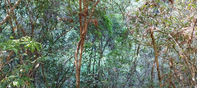 杭州二日游攻略，杭州二日游攻略自由行（杭州-武夷山二日游之绿野仙踪漫游道）