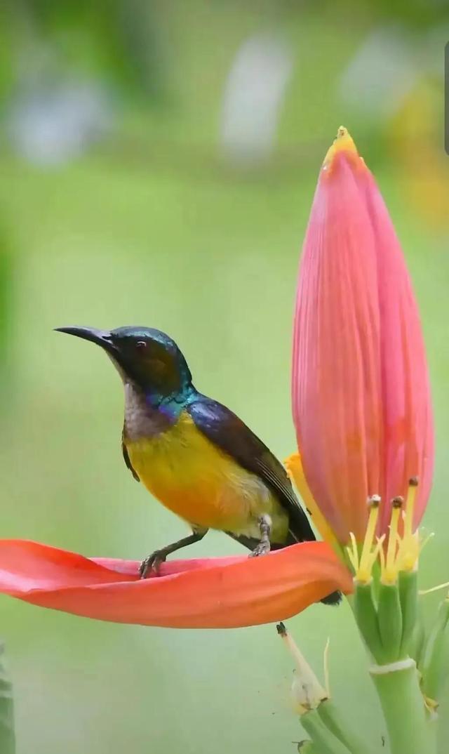 繁花似锦下一句是什么，一路繁花似锦下一句是什么（美醉你的心田）