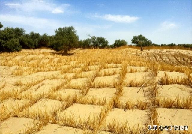 骆驼刺是什么东西，骆驼刺是长什么样子（固沙植被）