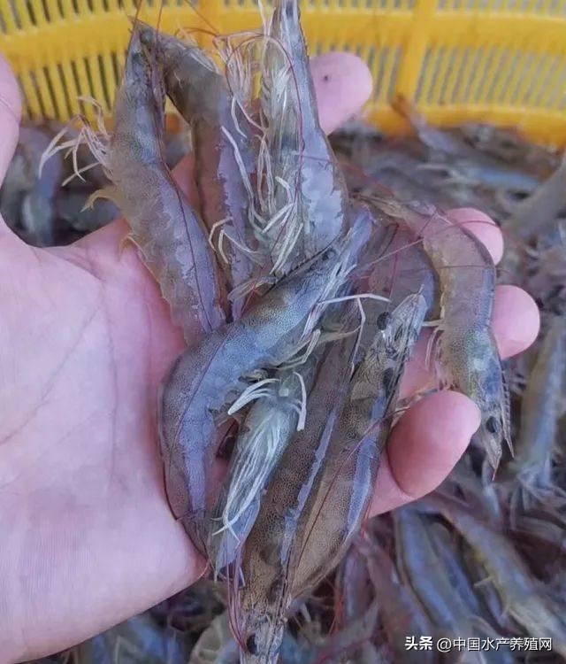 黄辣丁养殖成本与利润，在农村养殖黄腊丁（这个另类养殖模式）