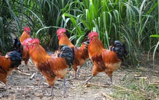潢川特色餐馆推荐，潢川美食有哪些（这几种信阳土特产闻名全国）