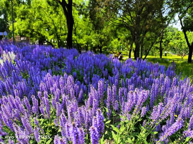 端午去哪玩，端午去哪玩西安周边（端午假期，这5个景点一定要去）