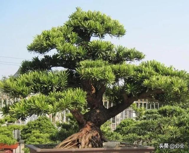 金心黄杨，别墅豪宅“标配”的四大树种（金心黄杨图片）