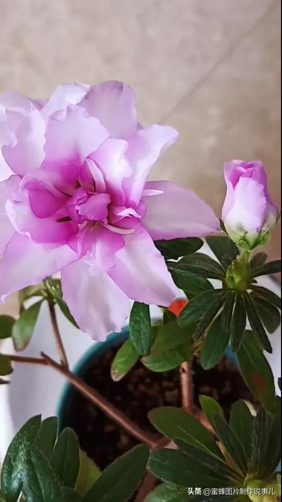 莺歌燕舞是什么季节，柳绿花红莺歌燕舞是什么季节（百花争艳的季节）