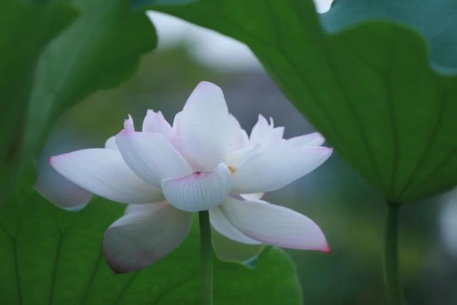 莲花最有气质的诗句，莲的四字昵称（莲花，就是最美的夏日诗词！）