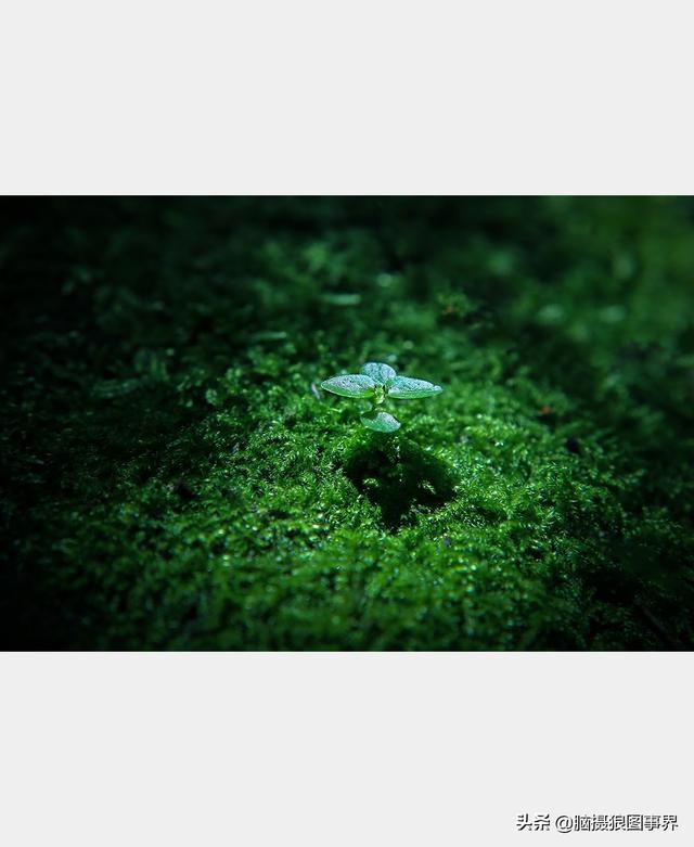 好看的图片。，好看的图片背景（实拍25张唯美的花草照片）