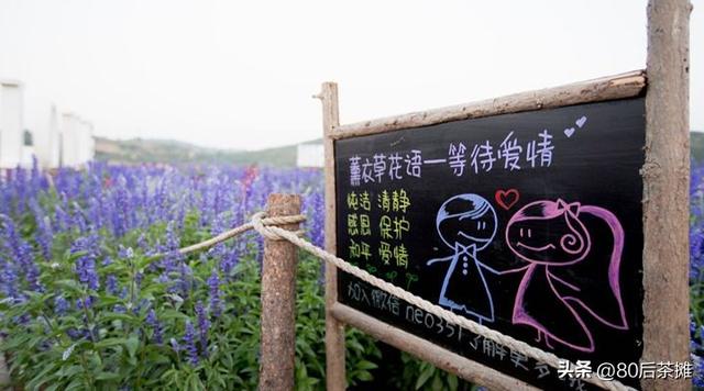 太原薰衣草庄园，来薰衣草NE庄园赏花，拍照（2022年7月30日太原薰衣草庄园·浪漫开海节）