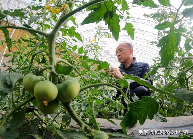 30斤水兑多少赤霉素，九二o赤霉素怎样使用（瓜果蔬菜“花抱头、瓜打顶”是怎样造成的）