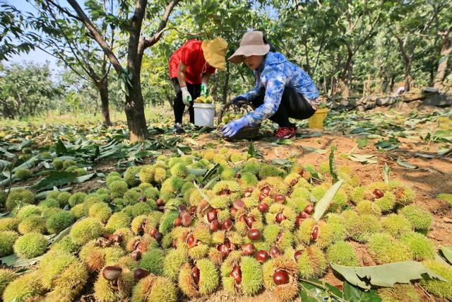 迁西板栗是哪里产的，迁西板栗几大主产区（这5个地方比较出名）