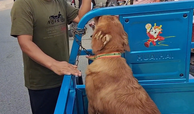 金毛寻回犬的价格，金毛寻回犬多少钱一只（还是在主人和路人的敲打下上狗肉车）