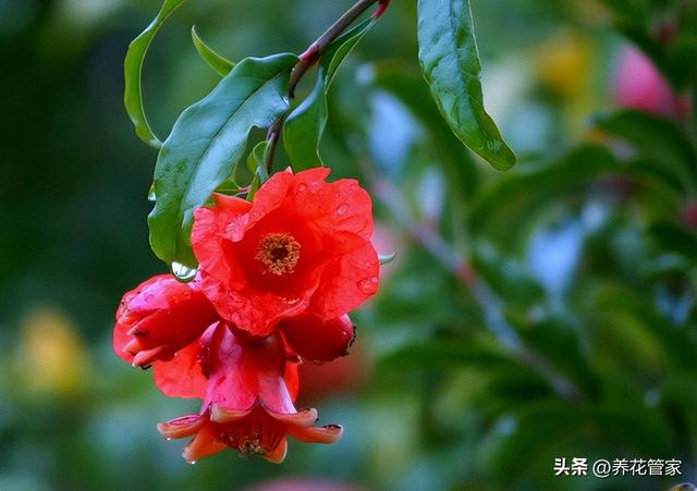 适合冬天养的室内植物，适合冬天室外养的植物有哪些（最适合院子的15种花）