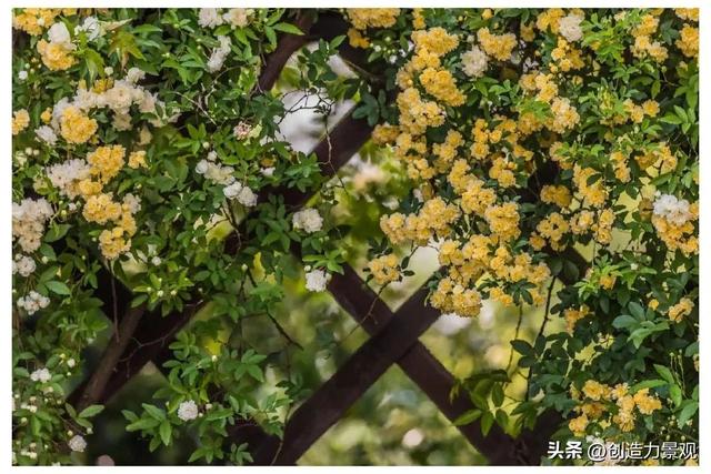 木香花是什么，木香花是什么样子的（美色不逊月季的爬藤植物——木香花）