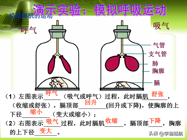 人体八大系统顺口溜，人体九大系统的顺口溜（期末必考考点——人体的八大系统）
