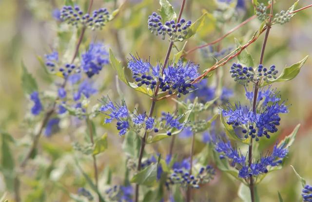 西洋接骨木的习性和用途详解，西洋接骨木的功效（40种适合庭院花园的常见灌木植物）