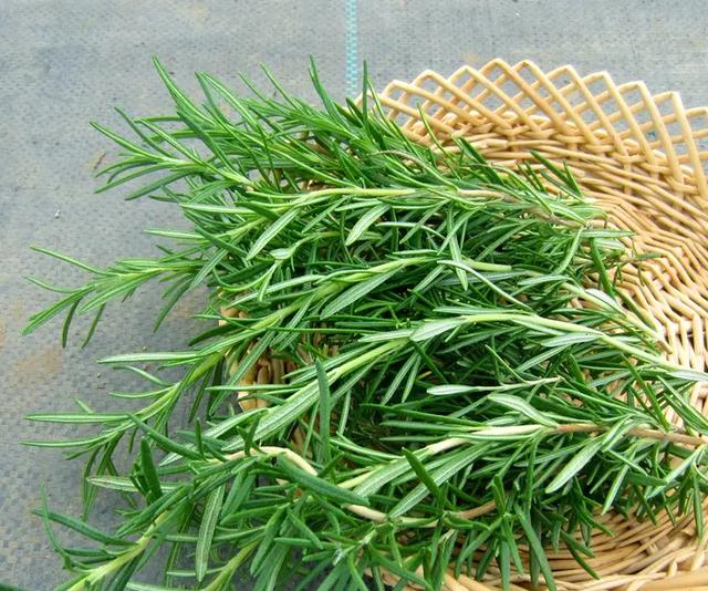 迷迭香的养殖方法和注意事项，迷迭香养殖方法与技巧（能长成小树）