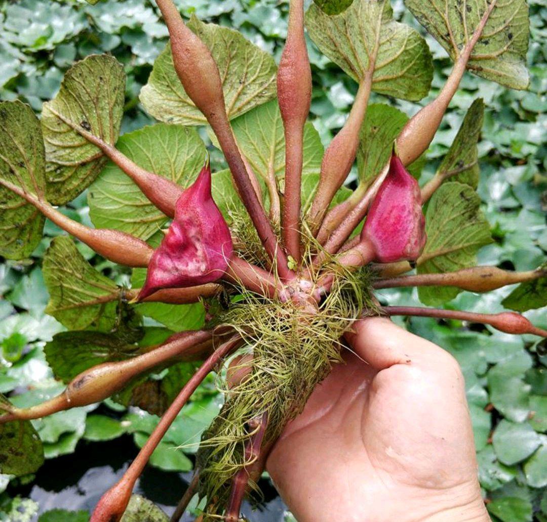 农村能吃的100种野菜图片,有哪些野菜可以吃 农村能吃的100种野菜图片,有哪些野菜可以吃