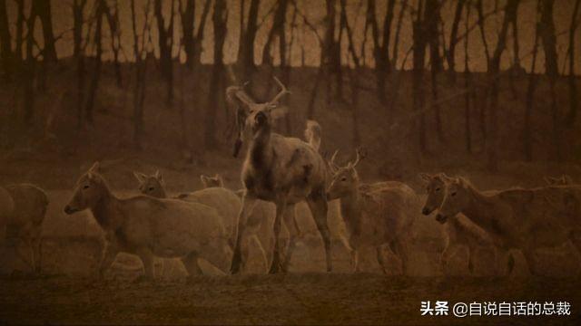 鹿血酒多少钱一瓶，鹿血酒一瓶500ml要多少钱（这是人们认为它是仙兽真正的原因）