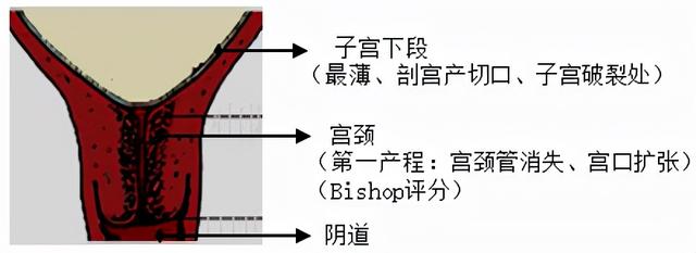 生孩子是突然发动还是有预兆，分娩发动是突然的吗（胎位为什么头先出来是正常）