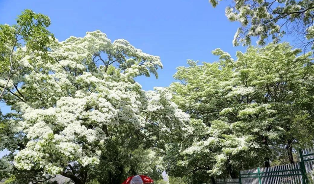 流苏是什么意思，什么的流苏（香飘十里村：千年流苏花开）