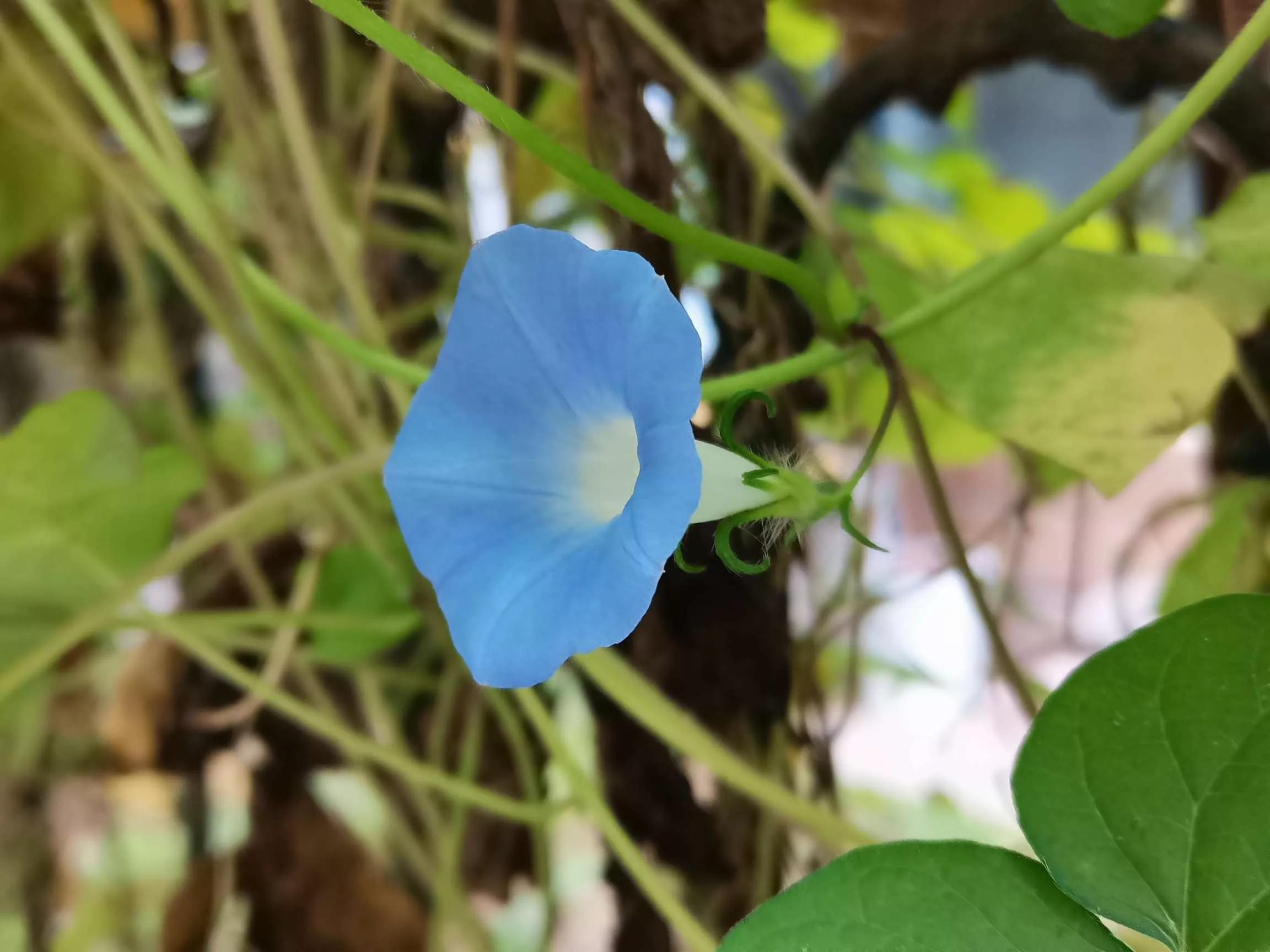 牵牛花图片大全，牵牛花品种大全（与君共赏牵牛花美图大全）