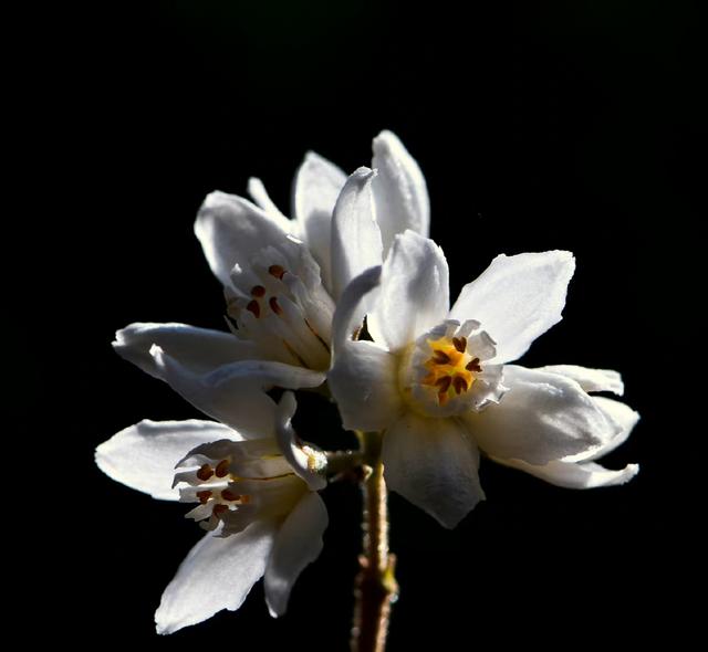 纸花怎么做简单又漂亮，怎么做简单又漂亮的纸花（小小的花朵）