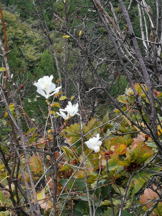 秦岭简单的爬山穿越线路，穿越秦岭子午大环线