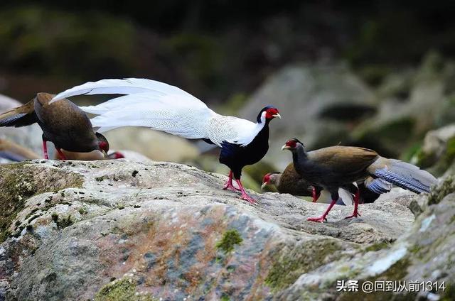 白娴鸟（白娴鸟图片，白娴鸟怎样的养殖（白鹇鸟唯美图片）