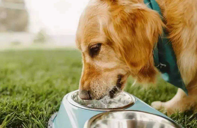 灵缇犬的智商，灵缇犬的智商相当于人类几岁（这12个“狗狗冷知识”）