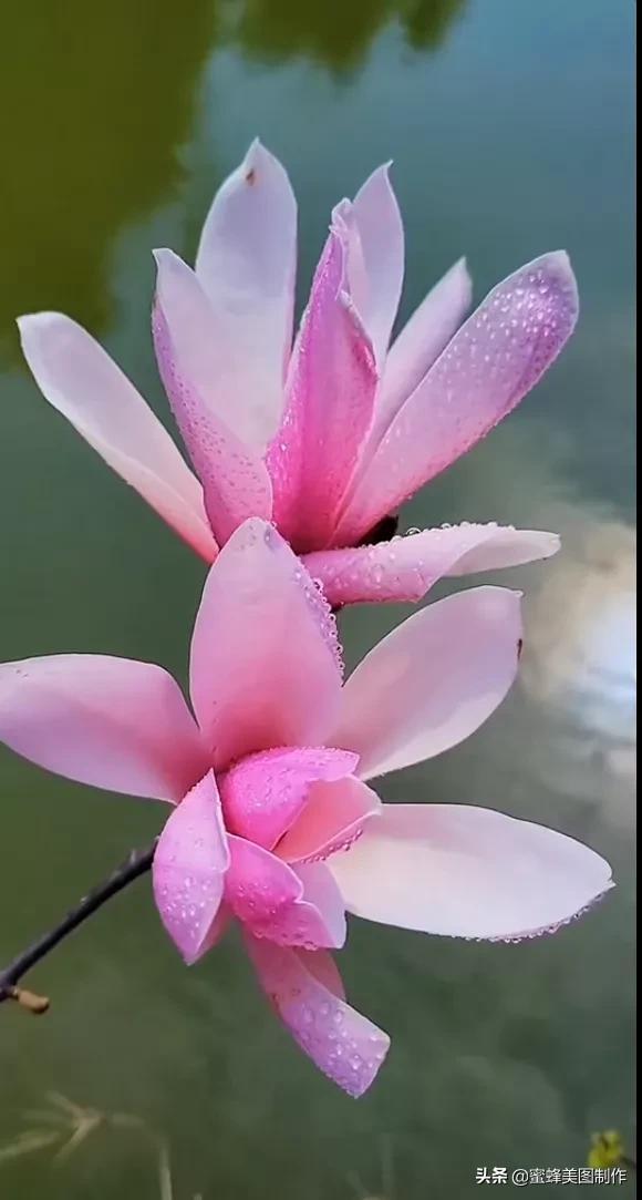 适合发心情的图片   赏图愉快哦:），关于发心情的图片（鲜艳欲滴的花朵）