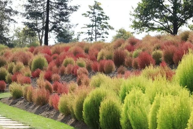 笤帚菜，却不知还是极品野菜（笤帚菜有什么好处）