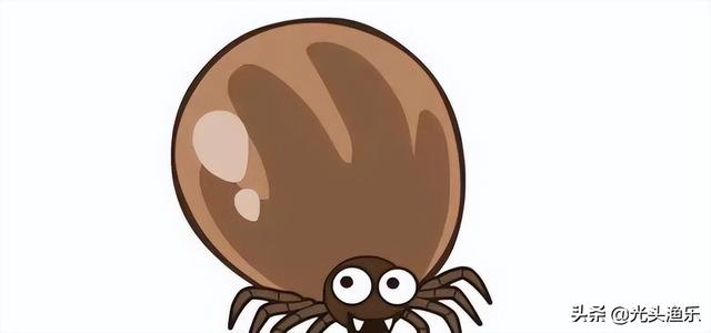 蜱虫有毒吗，蜱虫的危害（小时候拿来当“玩具”的蜱虫）