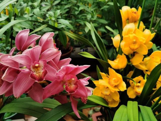 十二生肖配对什么花，十二生肖的花配（新年有新的福气花）