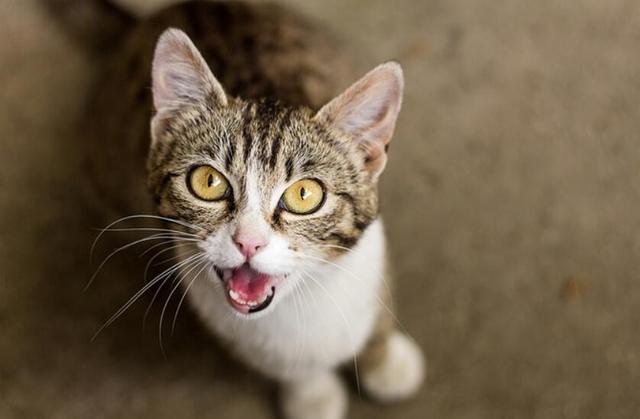 猫临死前最后一叫声代表什么，猫咪临死前的六个特殊征兆（其实是在向你“告别”）