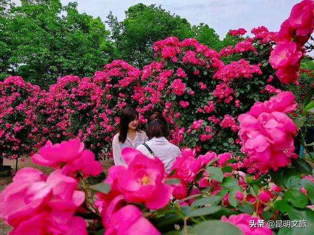市花和市树是什么，杭州的市树和市花是什么（昆明400亩网红月季花海）