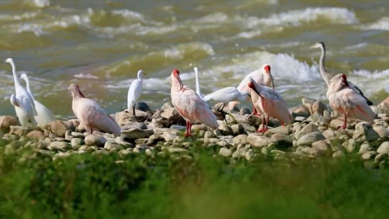 华中师范大学是985还是211学校（强势霸屏）