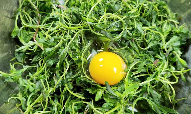 笤帚菜，这菜常被忽略（笤帚菜的样子）