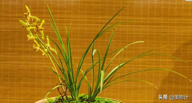 空谷幽兰的意思，空谷幽兰是什么意思（幽兰，清雅）