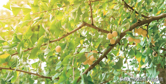 银杏树的介绍和特点，银杏树的介绍和特点+图片（秋风起银杏黄：明明白白吃白果）