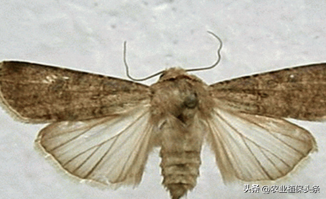 鳞翅目的昆虫有哪些分类，鳞翅目常见昆虫有哪些（第二章、农业植物害虫害螨）