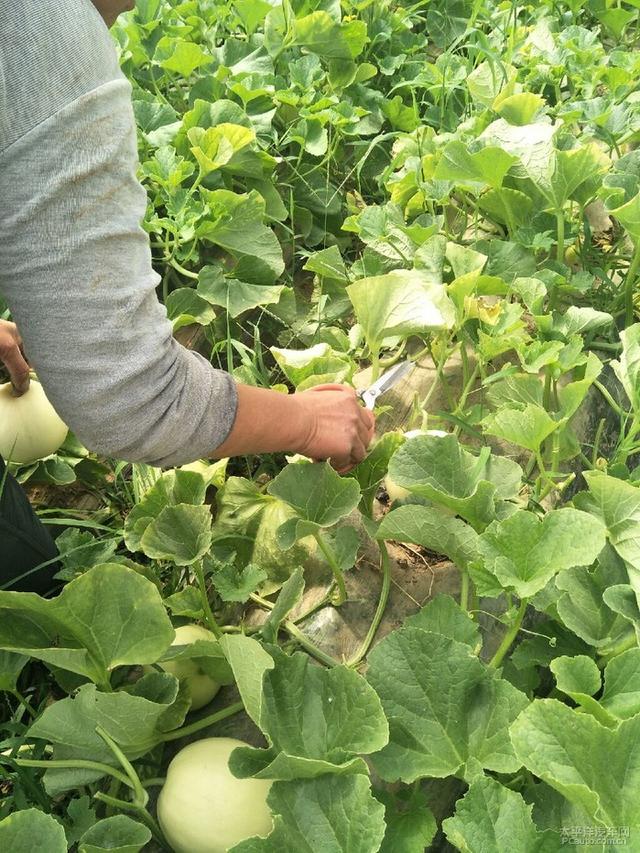 瓜车是什么意思，瓜子保卖车是什么意思（《卖瓜》谨以此献给我的父亲）