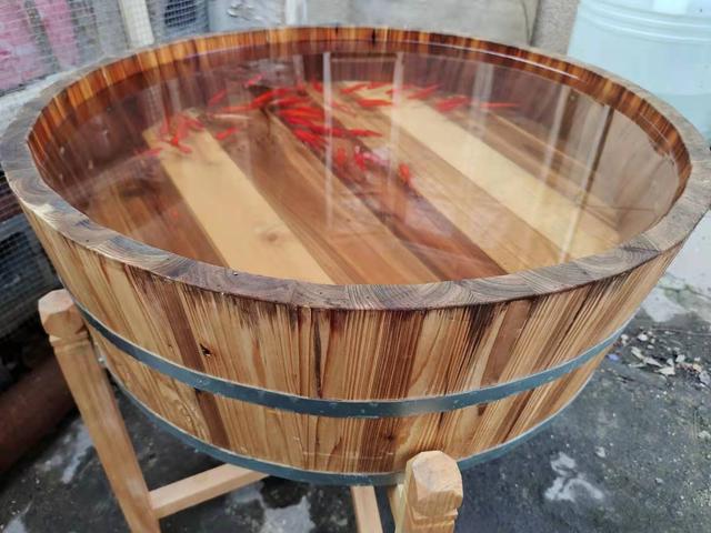 十大适合新手养的鱼，十大适合新手养的鱼寿命长（都适合饲养哪些品种的观赏鱼）