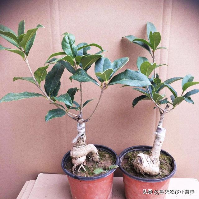 嫁接有哪两种方式，嫁接的方式有两种（桂花几月份嫁接）