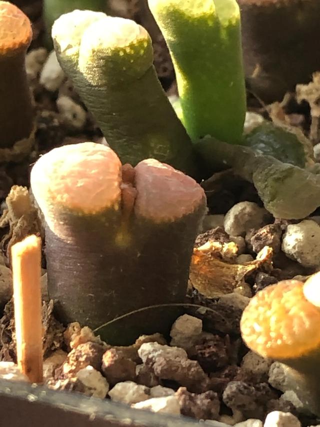 多肉灯泡，自家多肉 请君欣赏（多肉灯泡怎么养）