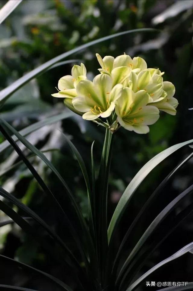 长春市花是什么花，长春市花是什么花（长春市市花——君子兰）