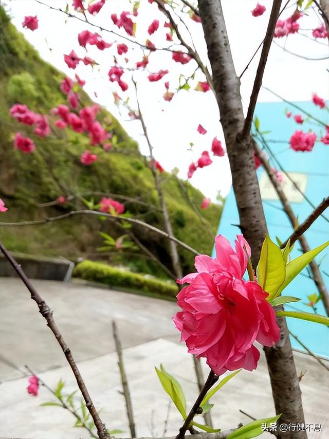 有关杏花的诗句，关于杏花的诗句有哪些（一枝红杏出墙来）