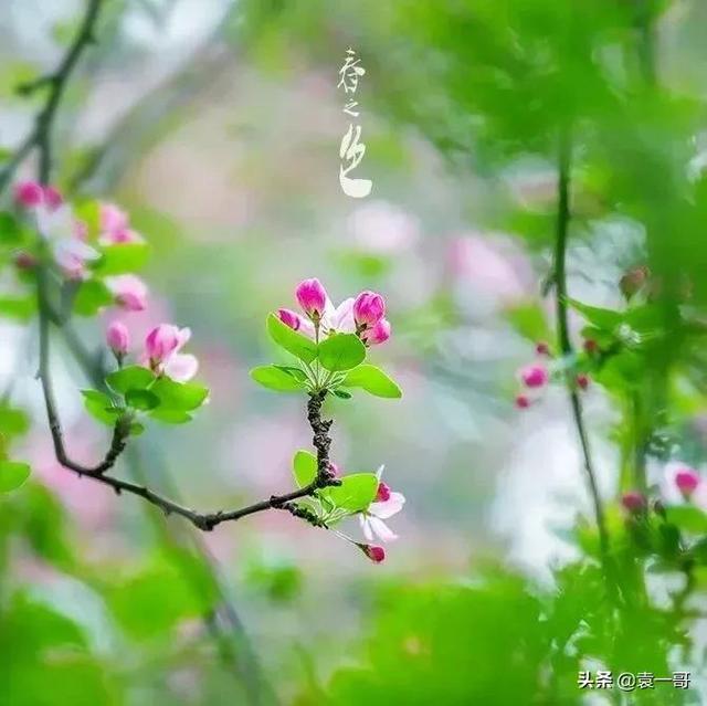 酸甜苦辣算什么是什么歌（带你感受春色的美）