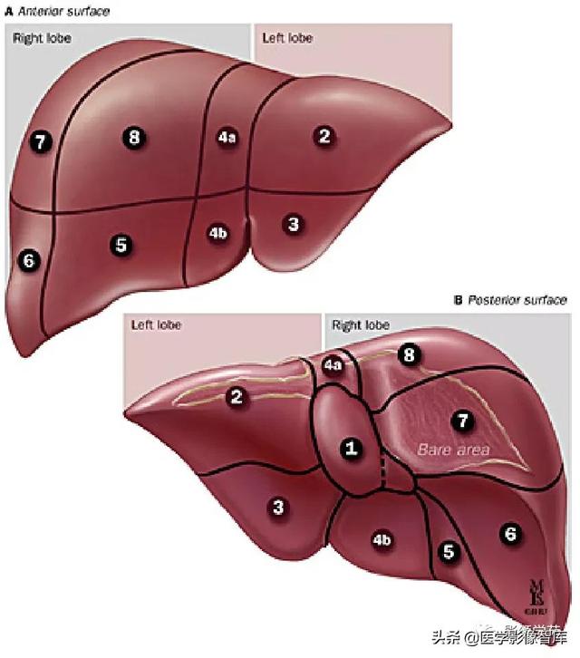 肝在哪個位置,肝疼痛一般在哪個部位圖(肝臟的表面解剖及分葉分段)