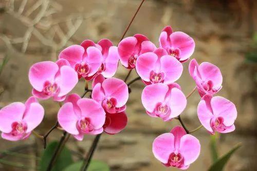 众生皆苦的意思，众生皆苦唯有自渡是什么意思（《次第花开》4句经典名言）